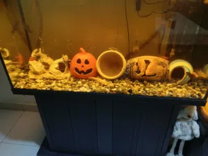 fish tank with stand & fishes