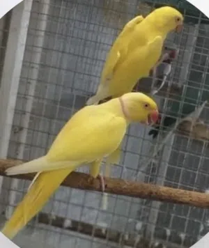 زوج متو لاتينو عيون حمر منتج