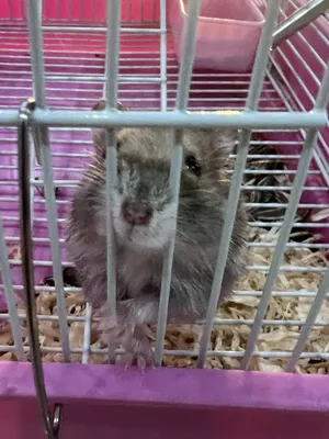 Syrian hamster with no bite with food and cage