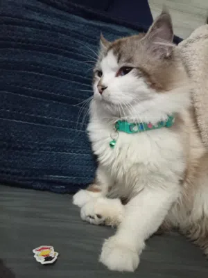 للبيع  قط مكس