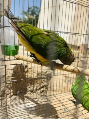 ببغاء سنغالي