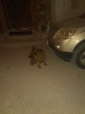 كستم لنق هير1500
