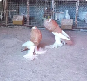 ابحث عن زوج حمام نفاخ