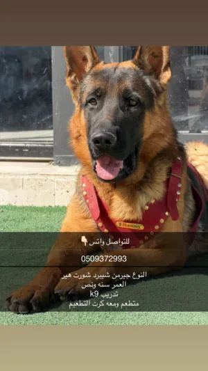 كلاب مالتيبو وجيرمن متطعّمين وبصحة ممتازة  وببغاء كاسكو متكلم وأليف