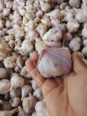 ثوم عماني مال جبل شمس