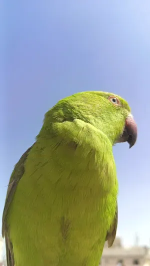 بيبي متوه للبيع