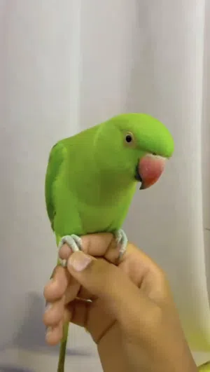 للبيع وليس للبدل دره خضره