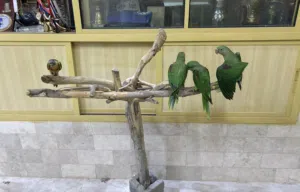 فروخ نيبالي حجم سوبر كابو
