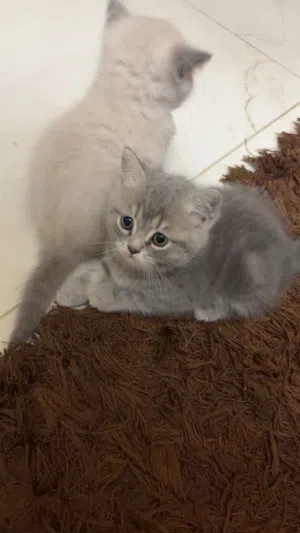 قطط هملايا مكس بريتش