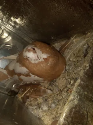 حمام متاح عشر جواز مرتبات