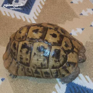 سلاحف بريه للييع