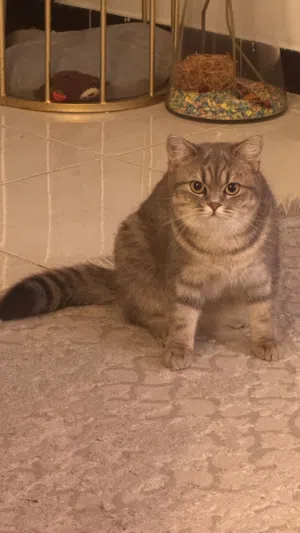 قطة للتبني
