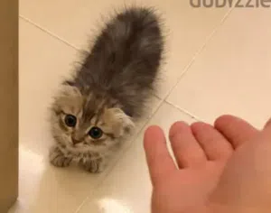 قطة أنثى بيعة سريعة