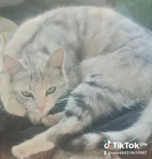 قطه جميله وهائه للليع