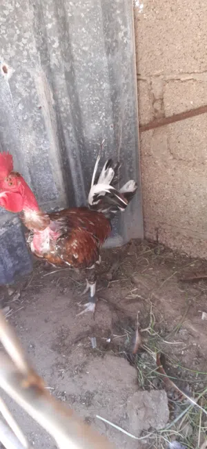 6ديوك بصحه جيده