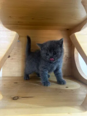 scottish fold 2 months old for sale