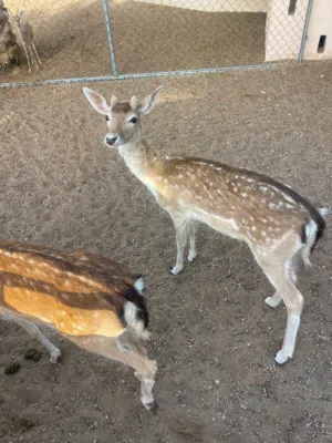 غزال فلودير ذكر