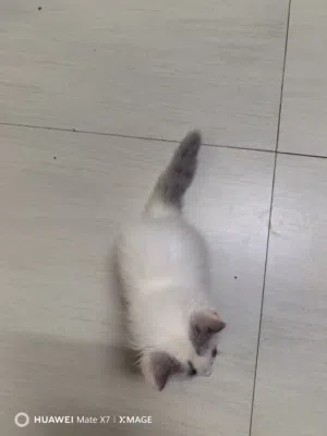 قطه شيرازيه جميله بكامل أغراضها.