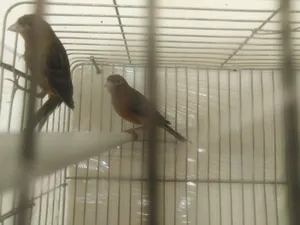 Birds2