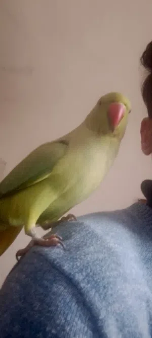 ببغاء درة أليف ومدرب صح