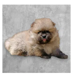 جراوى بومرينيان