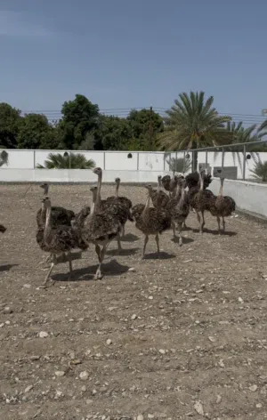 نعام افريقي للبيع (اعمار مختلفه)