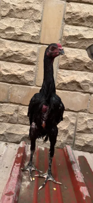 ديج تايلندي دم صافي مستوى جبار