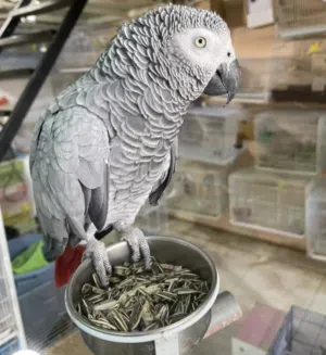 African  gray parrot