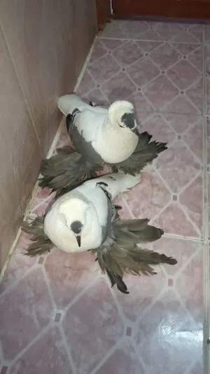 كوشي كامل انتاج سريع