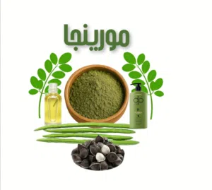 بذور المورنجا الطبيه والعلفيه لمن اراد زراعتها لانتاج البذور  اما استخدامها كعلاج نقدمها مجاناااااا