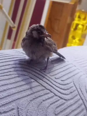 بلبل عمر شهرين