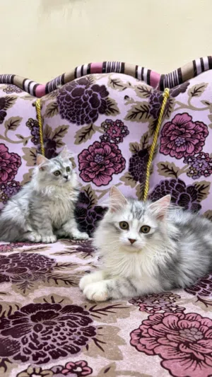 قطط صغيره جميله للبيع