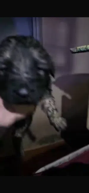جراوي جيرمن للبيع