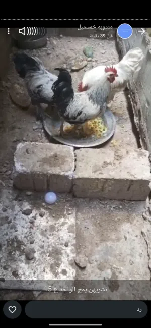 السلام عليكم اريد ابيع الديج الواحد