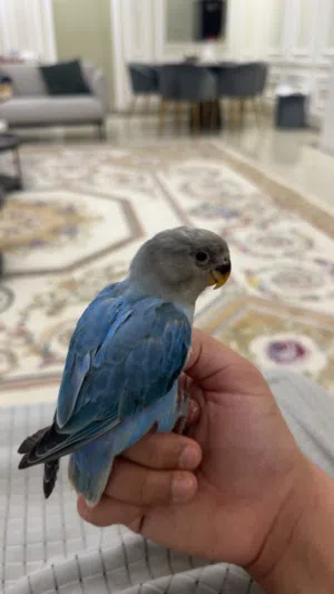 روز اليف جدا ما يعرف شي اسمه عض