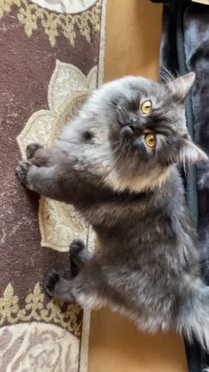 قط فارسي مكس ضائع في الزرقاء