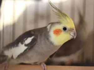 طير كوكتيل ذكر .. سما الروسان