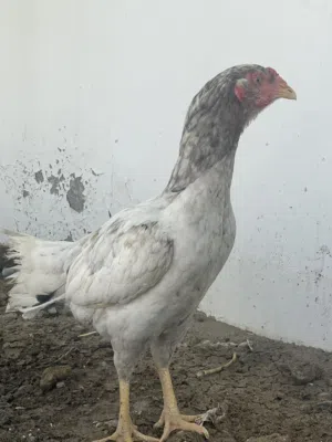دجاجه للبيع بلون مميز ابيض مع رصاصي(خاكي)ب20ریال