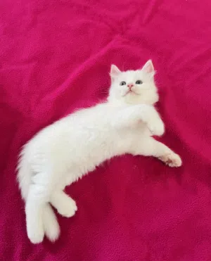 قط بيرشن أصيل للبيع  Pure Persian Kitten for Sale