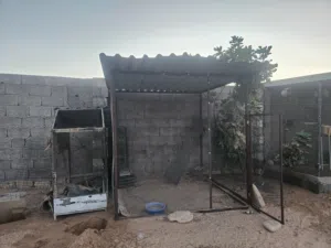 براكه طيور  اقراء الوصف