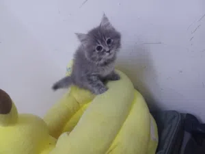 قطة شيرازية للبيع