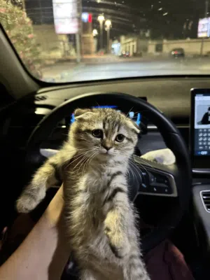 قط سكوتش فولد انثى العمر شهرين 2