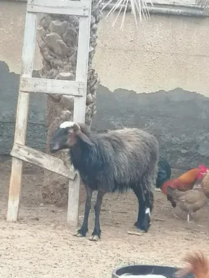 جعد للبيع متوسط الحجم