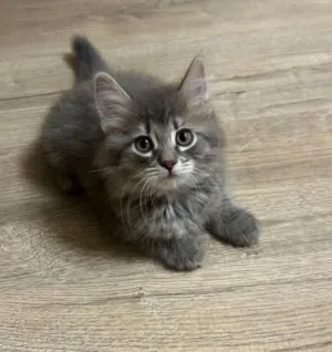 norwegian kitten
