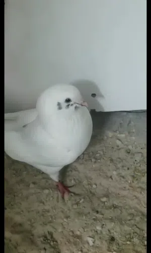 Modena pigeon (white modena)