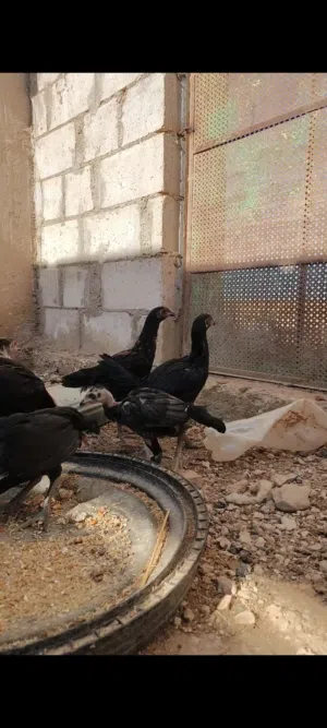 فرخات بكستاني