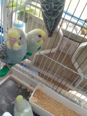 عصفير حب للبيع مخاليف