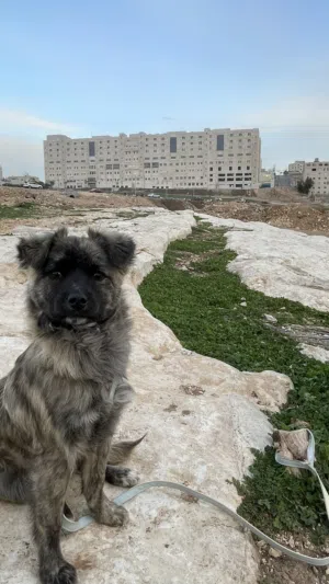 كلب قوقازي مبندق ع راعي