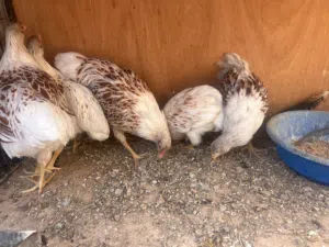 فلاليس ون دوت