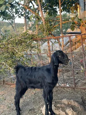 ‏غنم‏2